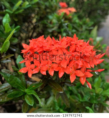 rain drop on orange Ixora flowers Royalty-Free Stock Photo #1397972741