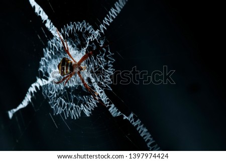 close up, Spider on Cobweb,isolated on black background.