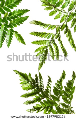 Tropical fern leaves isolated on white background, floral summer pattern, trend