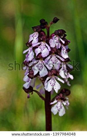 picture of a marsh orchid near jena in Thuringia in may