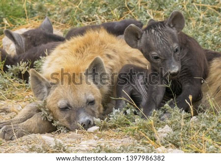 family of young hyenas at amboseli national park