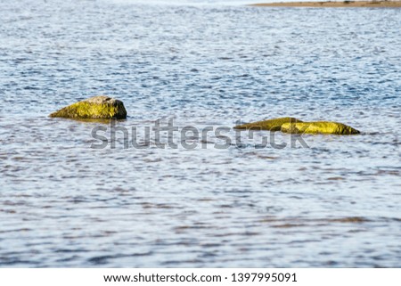 empty sea beach with rocks and grass in summer with low tide. Baltic sea, Latvia shore