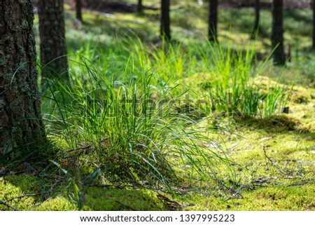 tree trunk wall in pine tree forest with green moss covered forest bed in summer