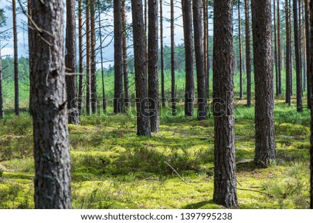 tree trunk wall in pine tree forest with green moss covered forest bed in summer