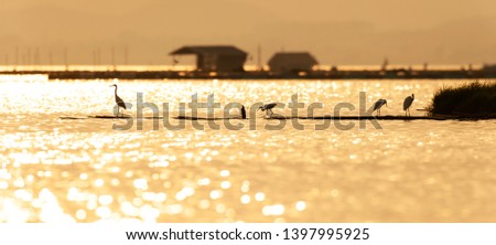 A flock of Great Egret are perching on bamboo raft in a tropical lake at dusk, abstract bokeh glittering on surface of lake, houseboat community in backgrounds, rural scene in west Thailand.