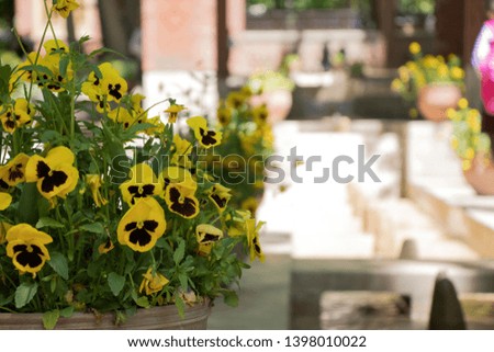 Yellow flowers in muddy pots - Image