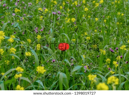 Pretty scene with a single poppy flower in the spring field.