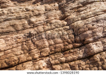 The surface of old atural wooden background.