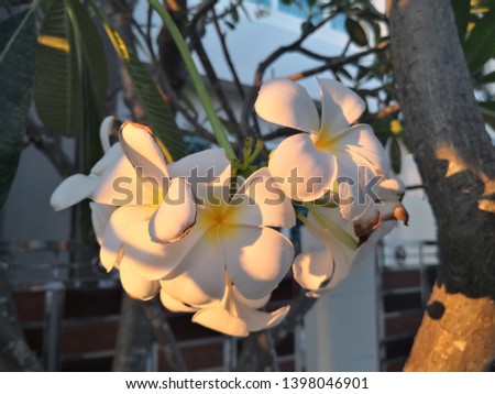 beautiful white plumeria flower,Soft frangipani flower or plumeria flower Bouquet on branch tree in morning on blurred background. Plumeria is white and yellow petal and blooming is beauty in garden 