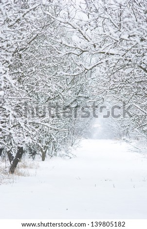 snow covered fruit garden