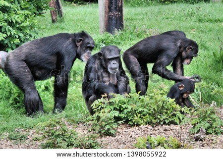A picture of a group of Chimpanzee's