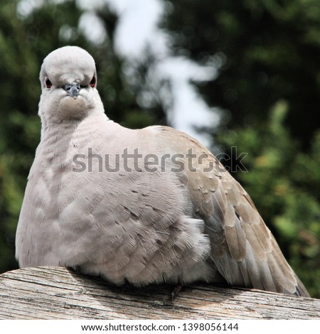 A picture of a Collared Dove on a post
