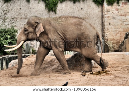 A picture of a Male Elephant