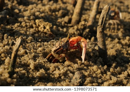 close up, crab on the beach