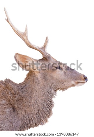 Head of male spotted deer on white background 