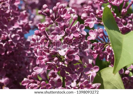Eurasian shrub of the olive family, that has fragrant violet-pink blossoms and is widely cultivated as ornamental.