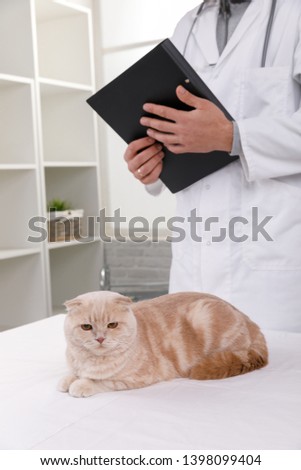cat at the reception at the vet