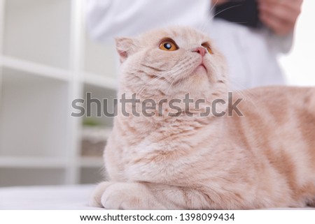 cat at the reception at the vet