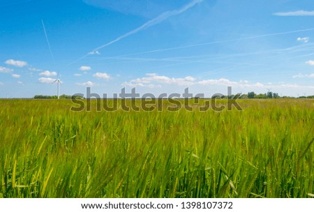 Field with a cereal grain below a blue sky in sunlight in spring
