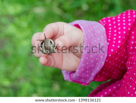 
Snail in children's hands. A grape snail in the child's hand