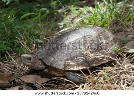 Asian leafe turtle (Cyclemys dentata)
