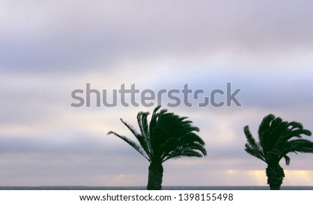 palm trees and sky with dramatic clouds 