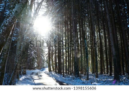 Sun shining through tree tops in forest in winter time
