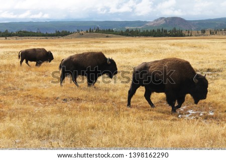 Bisons in Yellowstone National Park