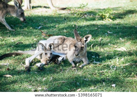 Mother and baby kangaroo lying on the grass. Inside of the mother's pouch.