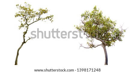 Collection of isolate pictures of green tree. Large perennial on white background. tree dicut at isolated. Beautiful green trees in Thailand Used for teaching biology of plants.