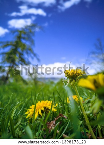 Yellow dandelions in a clearing high in the mountains