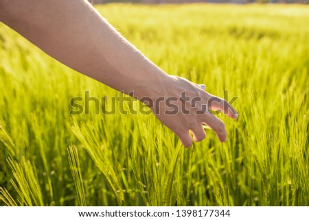Amazing picture of a hand touching grass field landscape with spikes at sunset. The light of sunset over the field. Beautiful sky. Nature concept. 