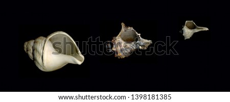 Three Sea shells with spirals. Black background