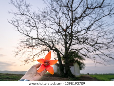 Bombax ceiba on hand and ancient trees silhouette at sunset background makes paint more rustic beauty of the countryside Vietnam