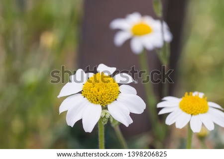 Detai of white chamomile flowers 
