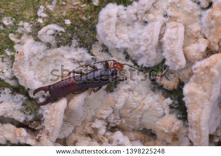 macro image of an earwig