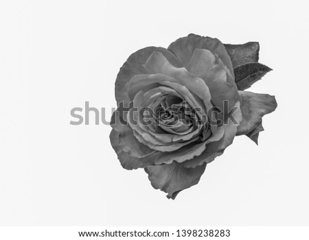 Monochrome vintage macro of a single rose blossom on white background with leaves and detailed texture in fine art still life painting style