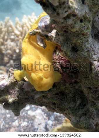 Baby of yellow Giant frogfish at the shallow lagoon