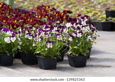Pansies flower pots in a plant nursery