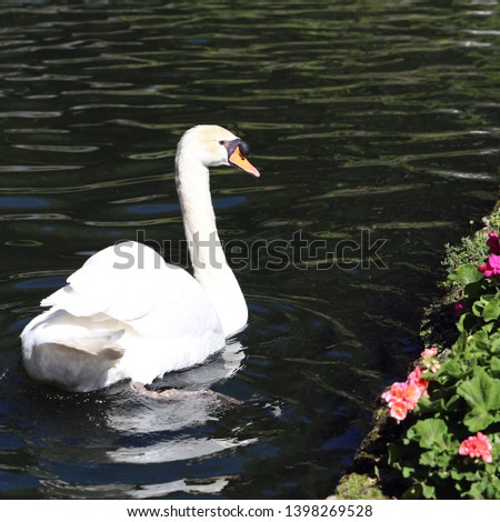 Beautiful white swam swimming in a small bond in a park located in Funchal, Madeira. Photographed during a sunny spring day. In this photo you can see gorgeous white swan some flowers and water.