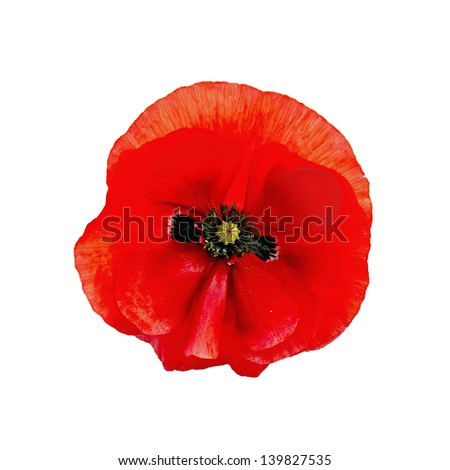 One red poppy isolated on white background Royalty-Free Stock Photo #139827535