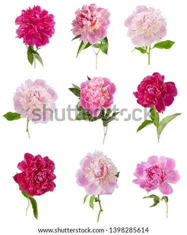 red, pink, purple peony set isolated on white background, nine flowers