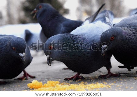 photo pigeons eating four birds in the park on asphalt high resolution wallpaper