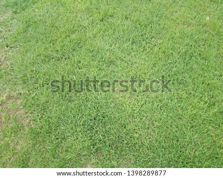 Grass ground in the ball field