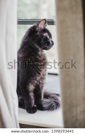 Cat sitting in window through curtains