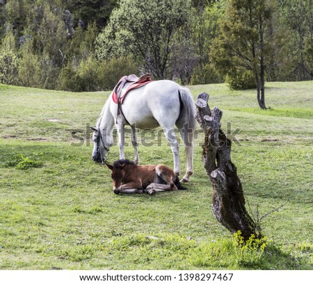 a white horse and a brown foal lying on a green meadow