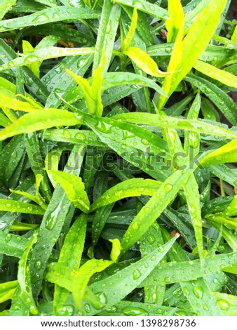 background of dew drops on bright green grass texture