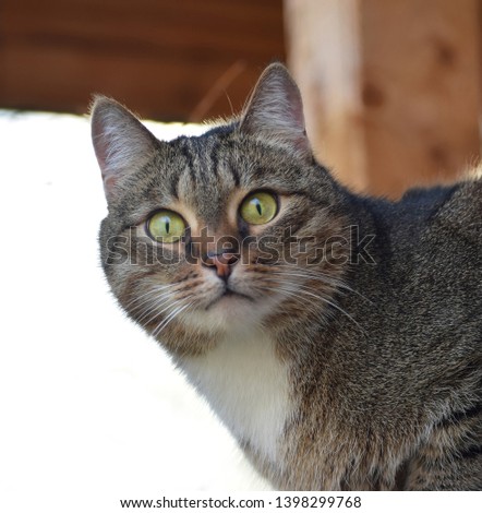Portrait of a striped cat with a white breast and green eyes close-up on a light blurred background