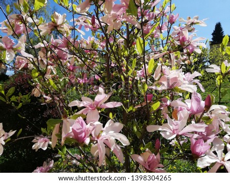 Magnolia tree in bloom on a sunny spring day