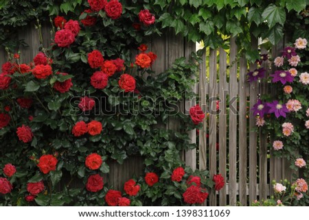 Red rambling roses bloomed on a wooden fence Royalty-Free Stock Photo #1398311069